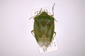  (Chinavia scutellata - INB0003943398)  @15 [ ] Copyright (2012) Jim Lewis Instituto Nacional de Biodiversidad