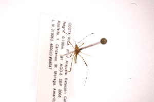  ( - INB0003973389)  @11 [ ] Copyright (2012) J. Lewis Instituto Nacional de Biodiversidad