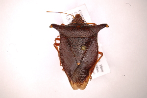  (Taurocerus edessoides - INB0004054487)  @14 [ ] Copyright (2012) Jim Lewis Instituto Nacional de Biodiversidad