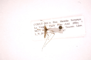  (Parajalysus - INB0004084353)  @12 [ ] Copyright (2012) J. Lewis Instituto Nacional de Biodiversidad
