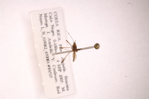  ( - INB0004089212)  @11 [ ] Copyright (2012) J. Lewis Instituto Nacional de Biodiversidad