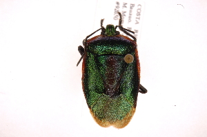  (Rhyssocephala verdana - INB0004119380)  @15 [ ] Copyright (2012) Jim Lewis Instituto Nacional de Biodiversidad
