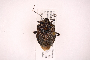  (Pellaea stictica - INB0004154325)  @15 [ ] Copyright (2012) Jim Lewis Instituto Nacional de Biodiversidad