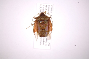  (Rhyncholepta grandicallosa - INB0004155262)  @11 [ ] Copyright (2012) Jim Lewis Instituto Nacional de Biodiversidad