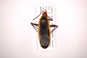  (Dysdercus flavolimbatus - INB0004229529)  @14 [ ] Copyright (2012) J. Lewis Instituto Nacional de Biodiversidad