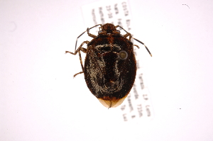  ( - INB0004243032)  @11 [ ] Copyright (2012) Jim Lewis Instituto Nacional de Biodiversidad