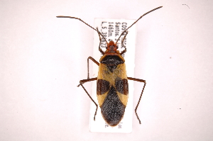  (Pyrrhocoridae - INB0004292814)  @15 [ ] Copyright (2012) J. Lewis Instituto Nacional de Biodiversidad
