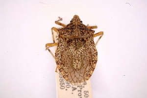  ( - INBIOCRI000222402)  @11 [ ] Copyright (2012) Jim Lewis Instituto Nacional de Biodiversidad