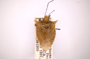  (Arvelius porrectispinus - INBIOCRI000626410)  @13 [ ] Copyright (2012) Jim Lewis Instituto Nacional de Biodiversidad
