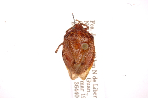  (Pellaea santarosensis - INBIOCRI001327194)  @11 [ ] Copyright (2012) Jim Lewis Instituto Nacional de Biodiversidad
