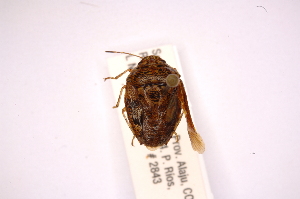  ( - INBIOCRI001800376)  @11 [ ] Copyright (2012) Jim Lewis Instituto Nacional de Biodiversidad