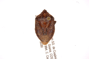  (Pellaea santarosensis - INBIOCRI001899910)  @11 [ ] Copyright (2012) Jim Lewis Instituto Nacional de Biodiversidad