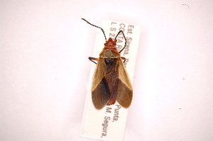  (Dysdercus mimuloides - INBIOCRI002007960)  @14 [ ] Copyright (2012) J. Lewis Instituto Nacional de Biodiversidad
