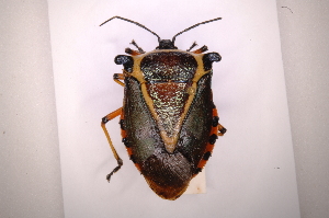  (Ramosiana insignis - INBIOCRI002133484)  @15 [ ] Copyright (2012) Jim Lewis Instituto Nacional de Biodiversidad
