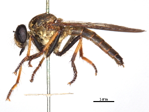  (Ommatius dilatipennis - CCDB-31120-D12)  @11 [ ] CreativeCommons - Attribution (2017) CBG Photography Group Centre for Biodiversity Genomics
