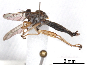  ( - CCDB-31120-E04)  @11 [ ] CreativeCommons - Attribution (2017) CBG Photography Group Centre for Biodiversity Genomics