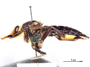  ( - CCDB-31120-E09)  @11 [ ] CreativeCommons - Attribution (2017) CBG Photography Group Centre for Biodiversity Genomics