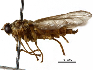  (Mapuchemyia - CCDB-31122-D07)  @11 [ ] CreativeCommons - Attribution (2017) CBG Photography Group Centre for Biodiversity Genomics
