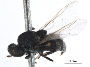 (Ageiton ater - CCDB-31122-F06)  @11 [ ] CreativeCommons - Attribution (2017) CBG Photography Group Centre for Biodiversity Genomics