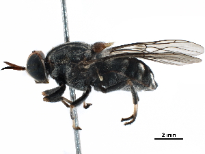  (Cyphomyia albomaculata - CCDB-31122-G11)  @11 [ ] CreativeCommons - Attribution (2017) CBG Photography Group Centre for Biodiversity Genomics