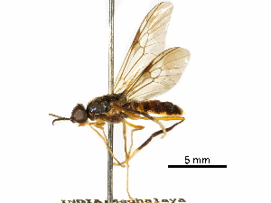  (Campeprosopa - CCDB-31122-H11)  @11 [ ] CreativeCommons - Attribution (2017) CBG Photography Group Centre for Biodiversity Genomics