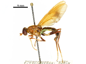  (Gongrosargus maculipennis - CCDB-31123-B02)  @11 [ ] CreativeCommons - Attribution (2017) CBG Photography Group Centre for Biodiversity Genomics