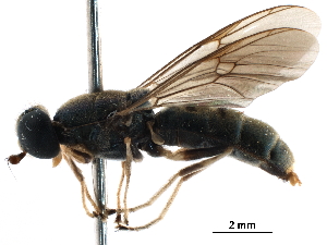  (Himantigera nigrifemorata - CCDB-31123-B03)  @11 [ ] CreativeCommons - Attribution (2017) CBG Photography Group Centre for Biodiversity Genomics