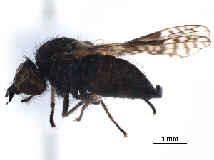  (Austroleptis multimaculata - CCDB-31123-F05)  @11 [ ] CreativeCommons - Attribution (2017) CBG Photography Group Centre for Biodiversity Genomics