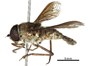  (Hirmoneuropsis punctipennis - CCDB-31124-A01)  @11 [ ] CreativeCommons - Attribution (2017) CBG Photography Group Centre for Biodiversity Genomics