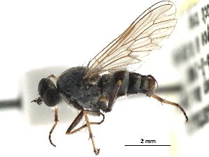  (Anabarhynchus annulatus - CCDB-31124-B03)  @11 [ ] CreativeCommons - Attribution (2017) CBG Photography Group Centre for Biodiversity Genomics