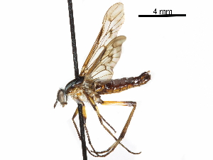  (Anabarhynchus micans - CCDB-31124-C01)  @11 [ ] CreativeCommons - Attribution (2017) CBG Photography Group Centre for Biodiversity Genomics