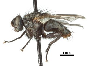  ( - CCDB-31125-A07)  @11 [ ] CreativeCommons - Attribution (2017) CBG Photography Group Centre for Biodiversity Genomics