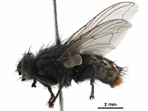  ( - CCDB-31125-C10)  @11 [ ] CreativeCommons - Attribution (2017) CBG Photography Group Centre for Biodiversity Genomics