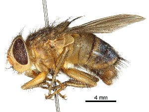  (Pachychoeromyia - CCDB-31125-F06)  @11 [ ] CreativeCommons - Attribution (2017) CBG Photography Group Centre for Biodiversity Genomics