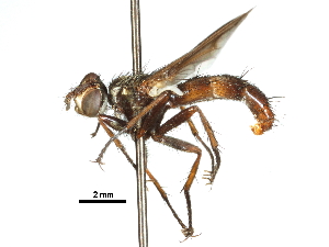 ( - CCDB-31127-B11)  @11 [ ] CreativeCommons - Attribution (2017) CBG Photography Group Centre for Biodiversity Genomics