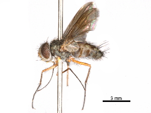  (Prosenoides flavipes - CCDB-31128-A02)  @11 [ ] CreativeCommons - Attribution (2017) CBG Photography Group Centre for Biodiversity Genomics