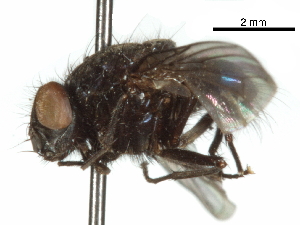  ( - CCDB-31128-D06)  @11 [ ] CreativeCommons - Attribution (2017) CBG Photography Group Centre for Biodiversity Genomics