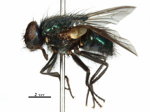  ( - CCDB-31128-D09)  @11 [ ] CreativeCommons - Attribution (2017) CBG Photography Group Centre for Biodiversity Genomics