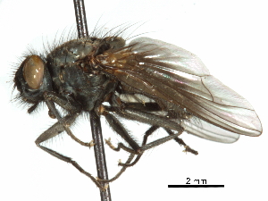  (Lispoides aequifrons - CCDB-31128-E02)  @11 [ ] CreativeCommons - Attribution (2017) CBG Photography Group Centre for Biodiversity Genomics