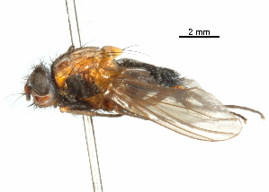  (Palpibracus pilosus - CCDB-31128-E08)  @11 [ ] CreativeCommons - Attribution (2017) CBG Photography Group Centre for Biodiversity Genomics