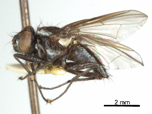  ( - CCDB-31128-F09)  @11 [ ] CreativeCommons - Attribution (2017) CBG Photography Group Centre for Biodiversity Genomics