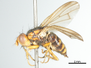  (Bucephalina - CCDB-31128-G03)  @11 [ ] CreativeCommons - Attribution (2017) CBG Photography Group Centre for Biodiversity Genomics
