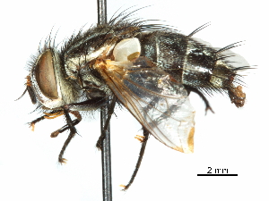  ( - CCDB-31128-H09)  @11 [ ] CreativeCommons - Attribution (2017) CBG Photography Group Centre for Biodiversity Genomics