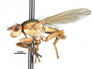  ( - CCDB-31129-B04)  @11 [ ] CreativeCommons - Attribution (2017) CBG Photography Group Centre for Biodiversity Genomics