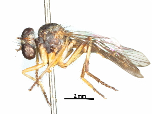 (Ommatius kempi - CCDB-31129-D02)  @11 [ ] CreativeCommons - Attribution (2017) CBG Photography Group Centre for Biodiversity Genomics