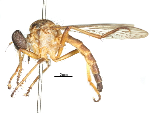 (Ommatius jairajpurii - CCDB-31129-D03)  @11 [ ] CreativeCommons - Attribution (2017) CBG Photography Group Centre for Biodiversity Genomics
