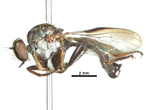  (Ommatius excurrens - CCDB-31129-D04)  @11 [ ] CreativeCommons - Attribution (2017) CBG Photography Group Centre for Biodiversity Genomics