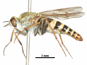  ( - CCDB-31129-H11)  @11 [ ] CreativeCommons - Attribution (2017) CBG Photography Group Centre for Biodiversity Genomics