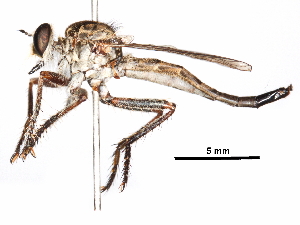  ( - CCDB-31121-H07)  @11 [ ] CreativeCommons - Attribution (2017) CBG Photography Group Centre for Biodiversity Genomics