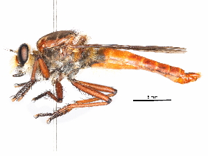  (Proctacanthus dominicana - CCDB-31121-H08)  @11 [ ] CreativeCommons - Attribution (2017) CBG Photography Group Centre for Biodiversity Genomics